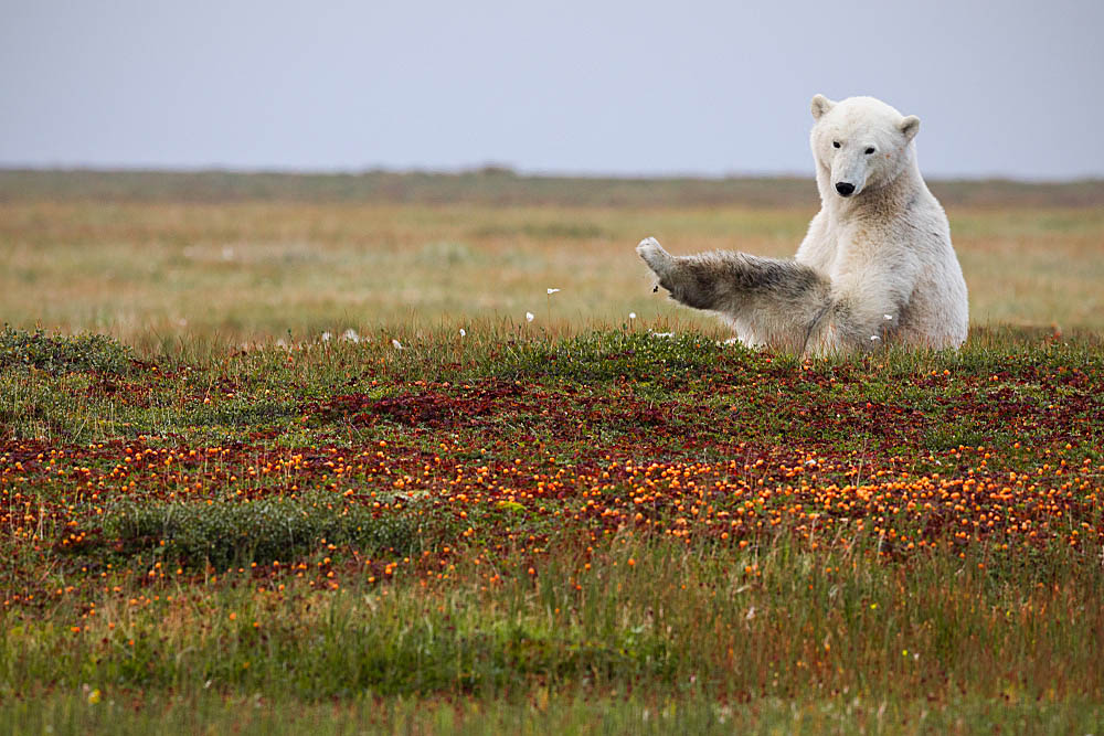 Polar Bear (Ursus maritimus)