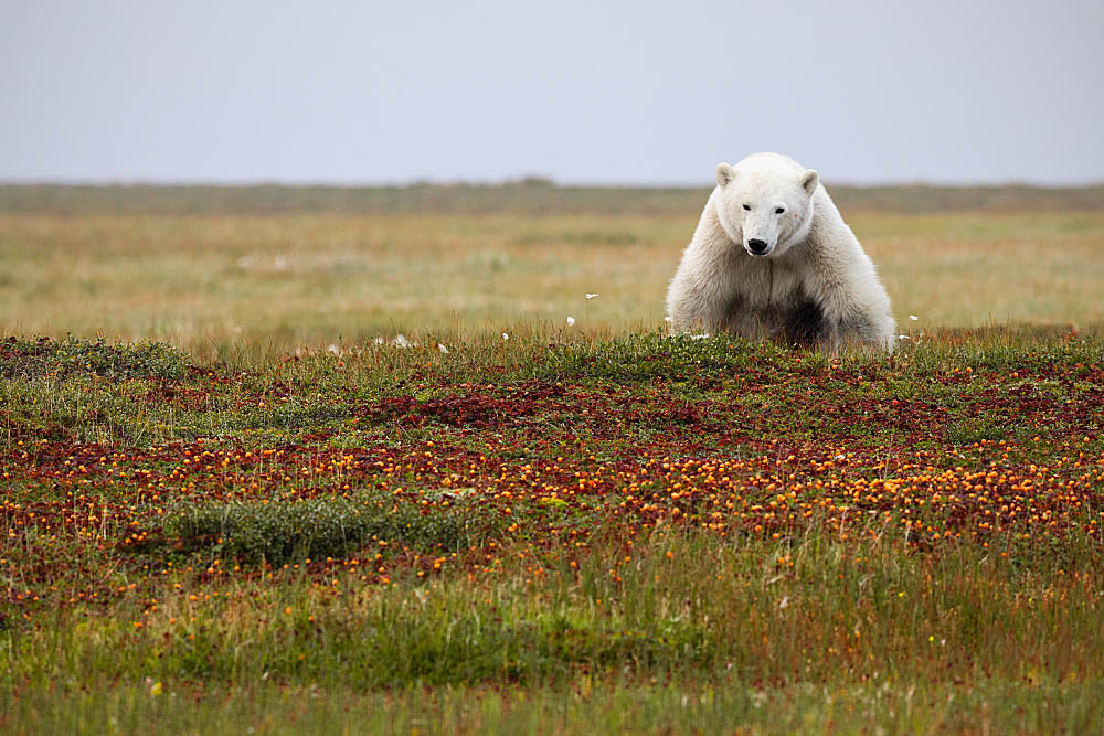 Polar Bear (Ursus maritimus)