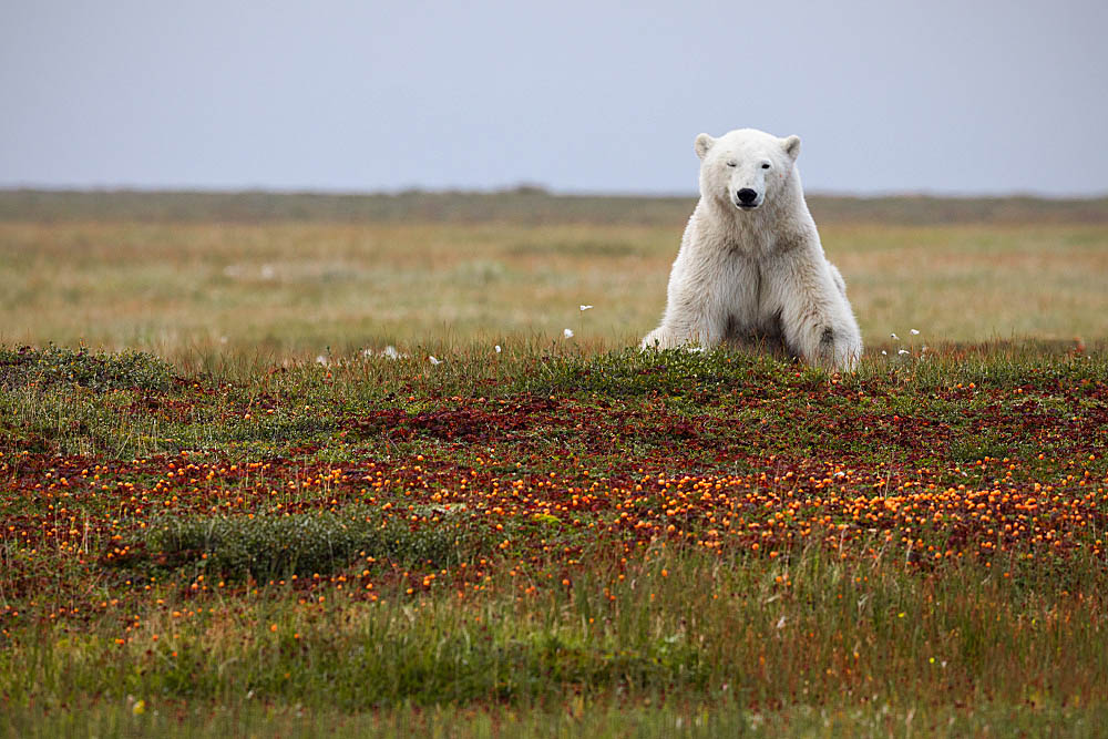 Polar Bear (Ursus maritimus)