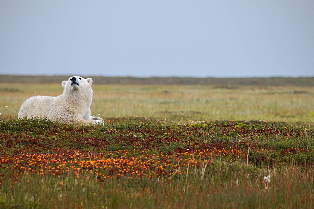 Polar Bear (Ursus maritimus)