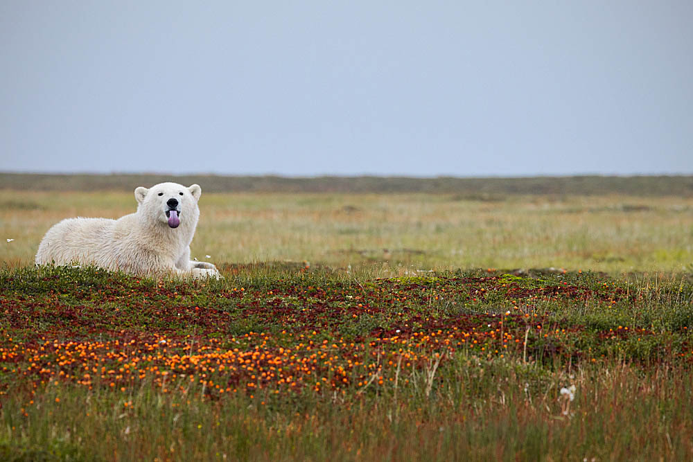 Polar Bear (Ursus maritimus)