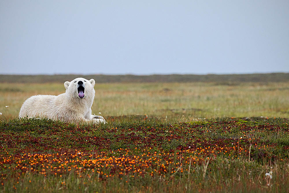 Polar Bear (Ursus maritimus)