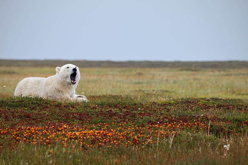 Polar Bear (Ursus maritimus)