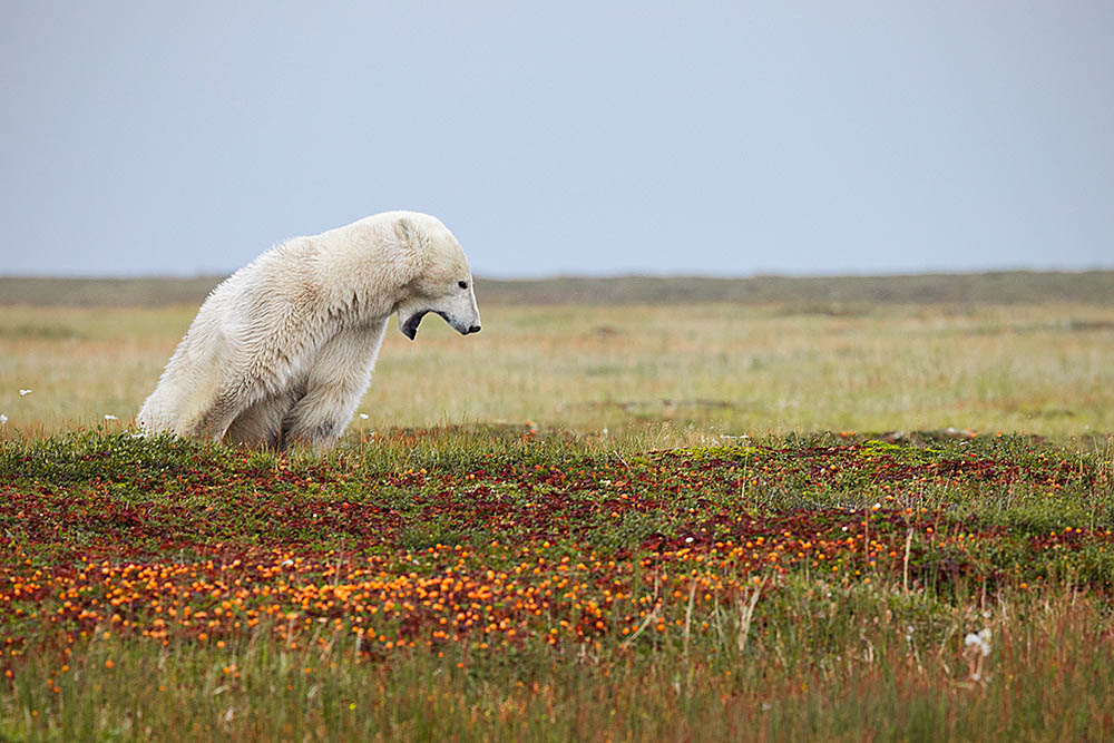 Polar Bear (Ursus maritimus)