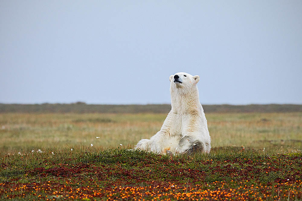 Polar Bear (Ursus maritimus)