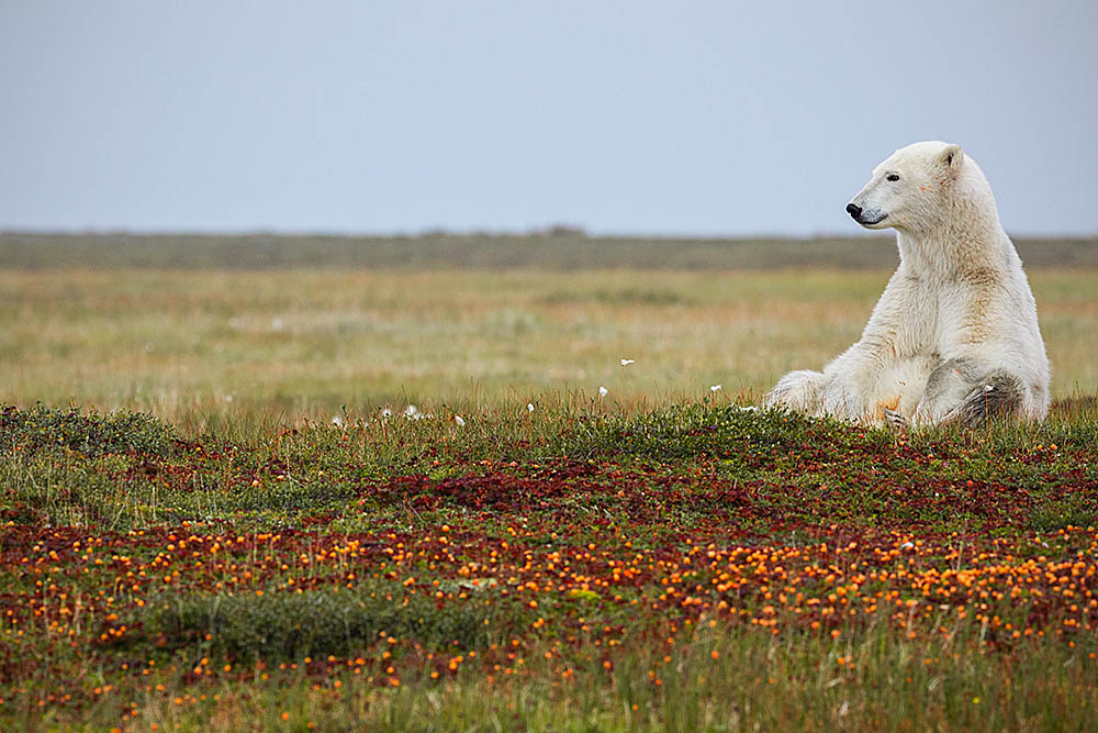 Polar Bear (Ursus maritimus)