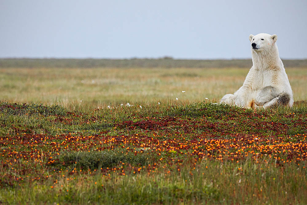 Polar Bear (Ursus maritimus)