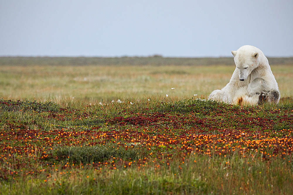 Polar Bear (Ursus maritimus)