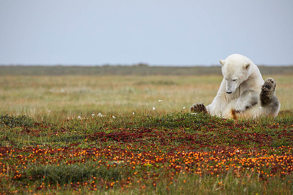 Polar Bear (Ursus maritimus)