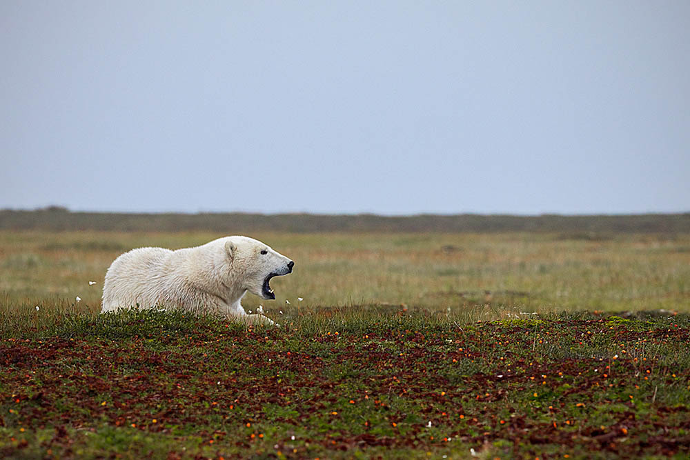 Polar Bear (Ursus maritimus)