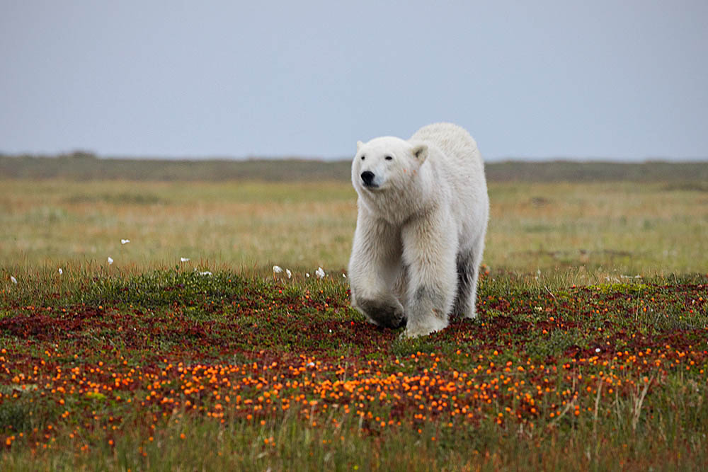 Polar Bear (Ursus maritimus)