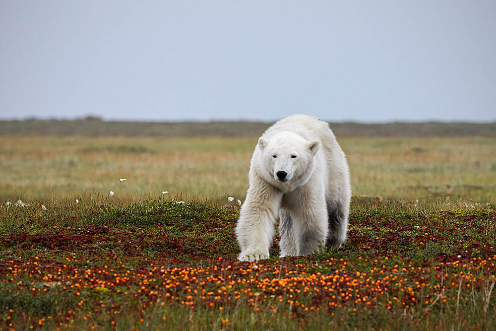 Polar Bear (Ursus maritimus)