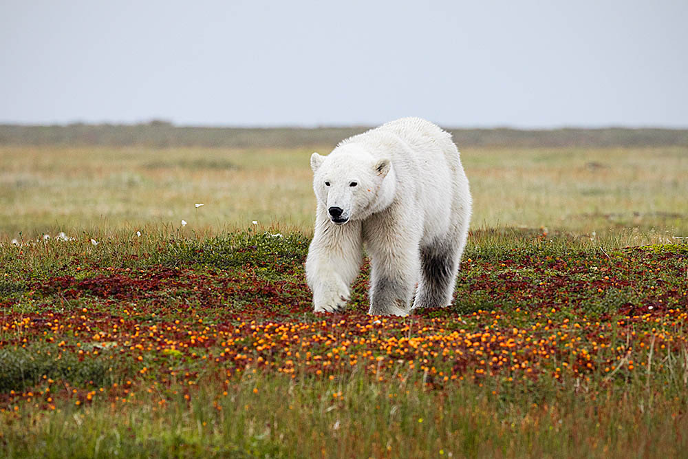 Polar Bear (Ursus maritimus)