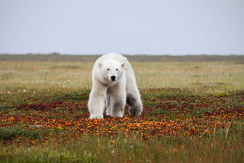 Polar Bear (Ursus maritimus)