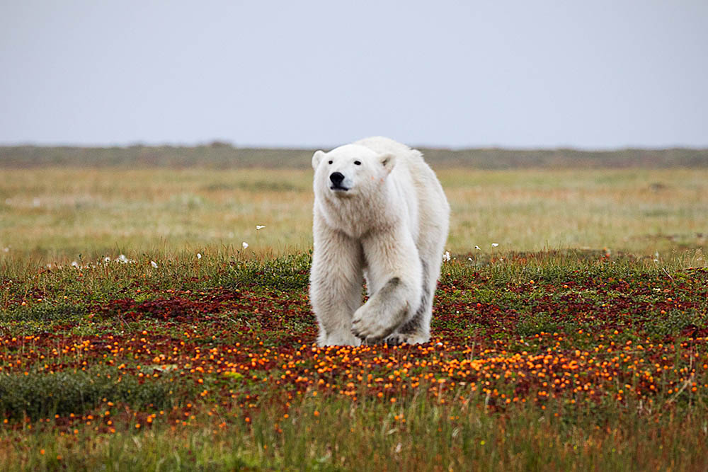 Polar Bear (Ursus maritimus)