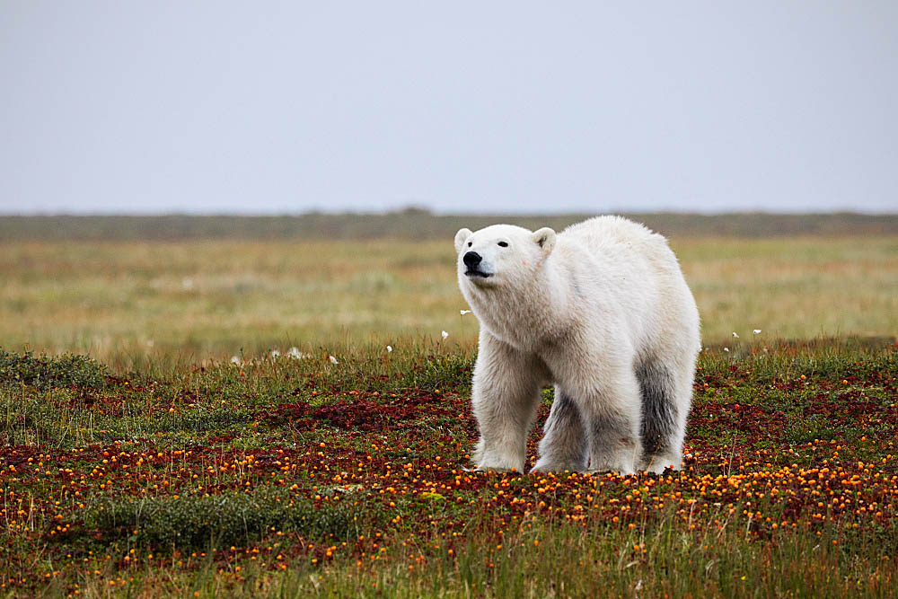 Polar Bear (Ursus maritimus)