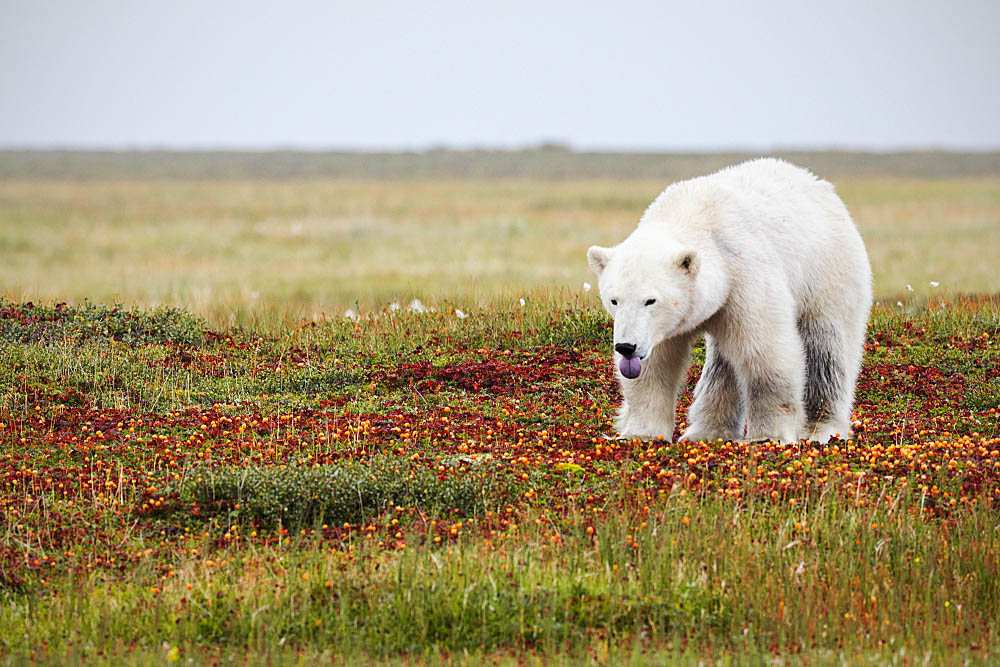 Polar Bear (Ursus maritimus)