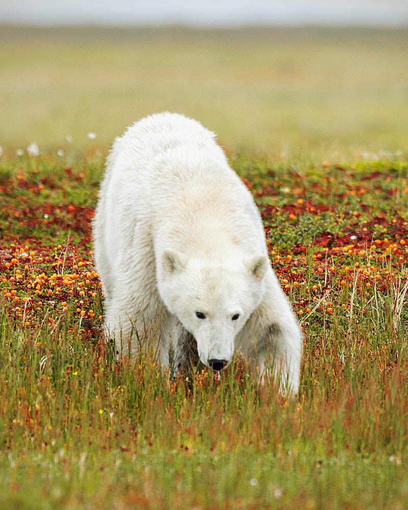 Polar Bear (Ursus maritimus)