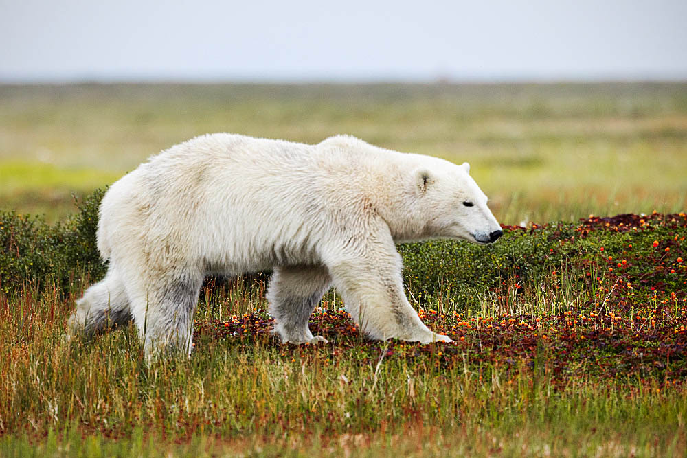 Polar Bear (Ursus maritimus)