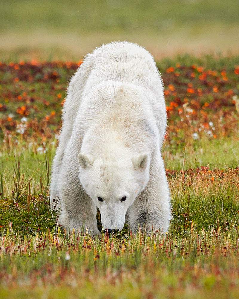 Polar Bear (Ursus maritimus)