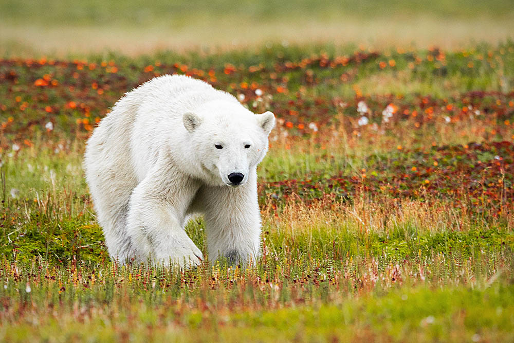 Polar Bear (Ursus maritimus)