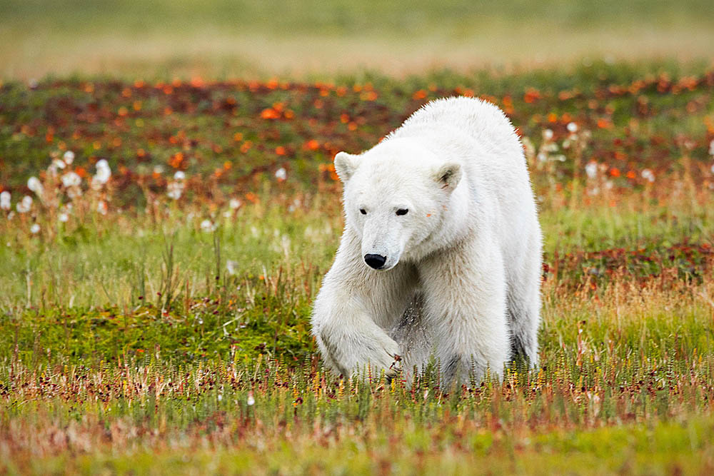 Polar Bear (Ursus maritimus)