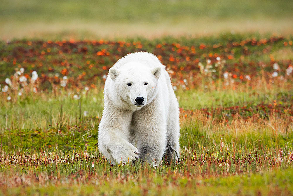 Polar Bear (Ursus maritimus)