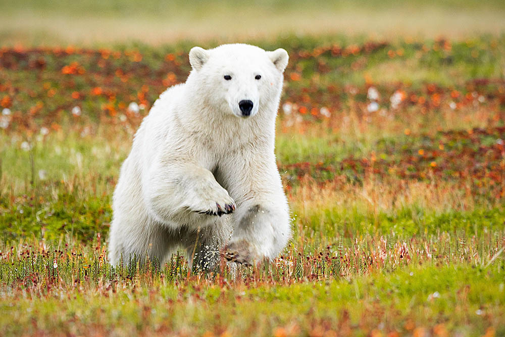 Polar Bear (Ursus maritimus)