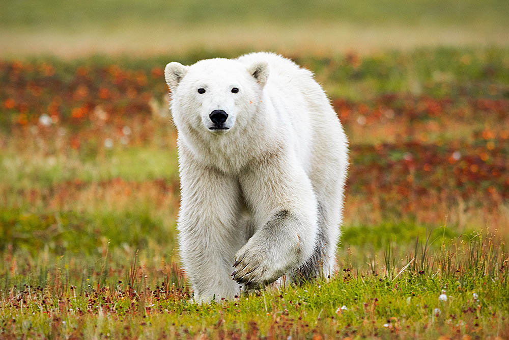 Polar Bear (Ursus maritimus)