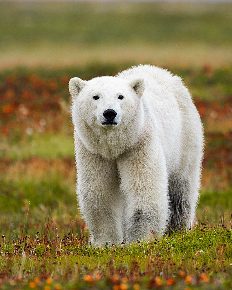 Polar Bear (Ursus maritimus)