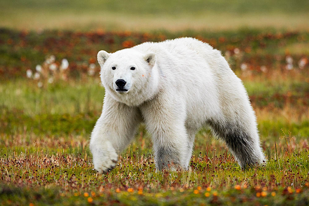 Polar Bear (Ursus maritimus)