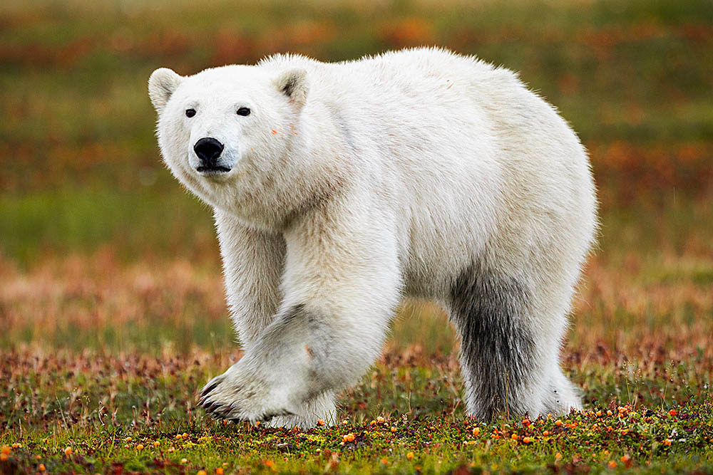 Polar Bear (Ursus maritimus)