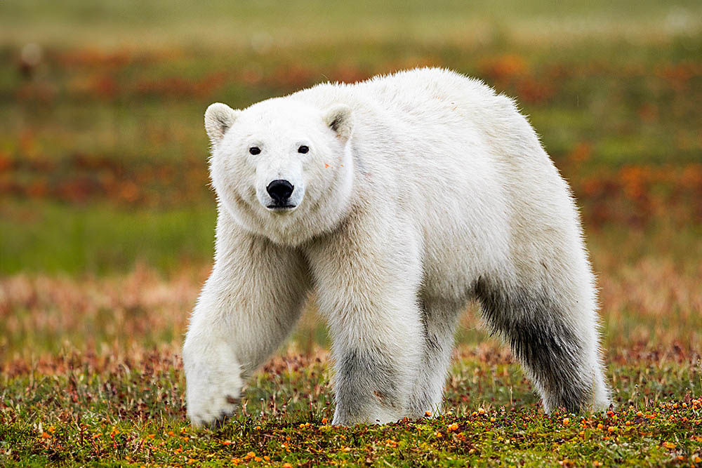 Polar Bear (Ursus maritimus)