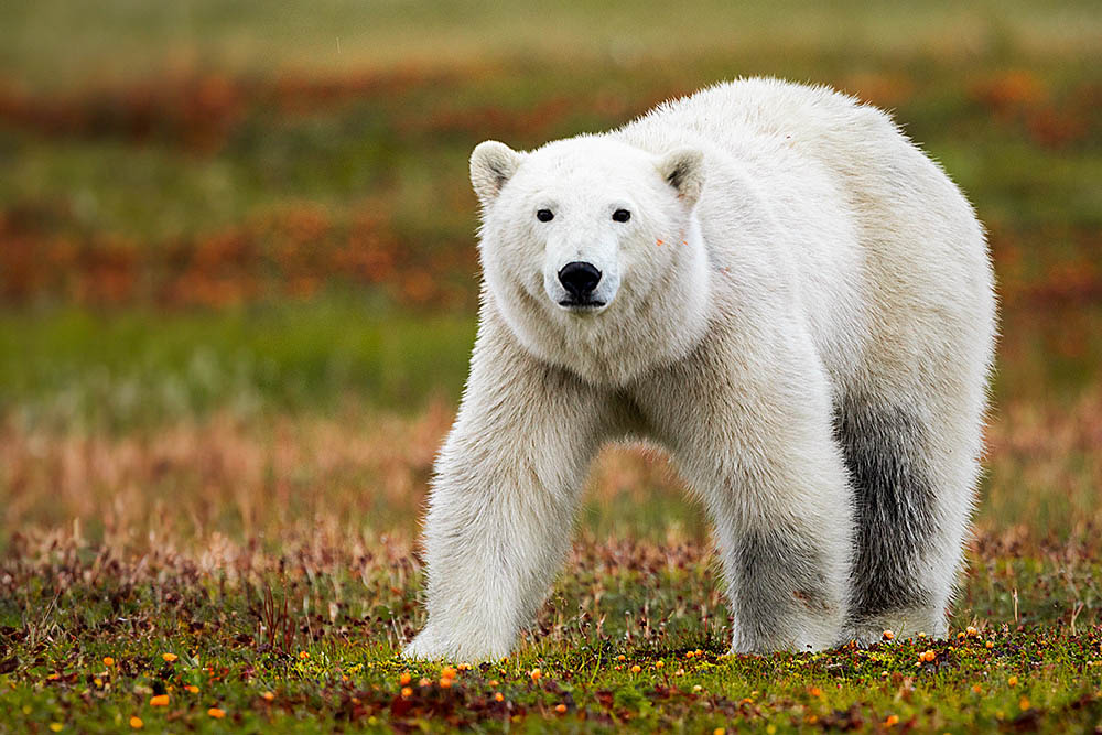 Polar Bear (Ursus maritimus)