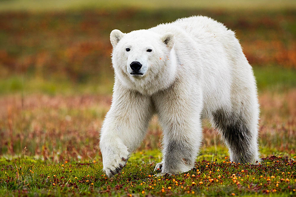 Polar Bear (Ursus maritimus)