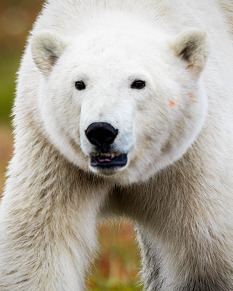 Polar Bear (Ursus maritimus)