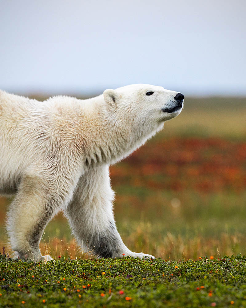 Polar Bear (Ursus maritimus)