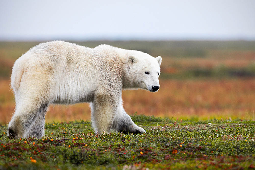 Polar Bear (Ursus maritimus)