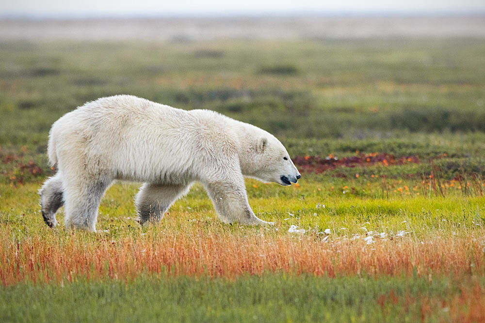 Polar Bear (Ursus maritimus)