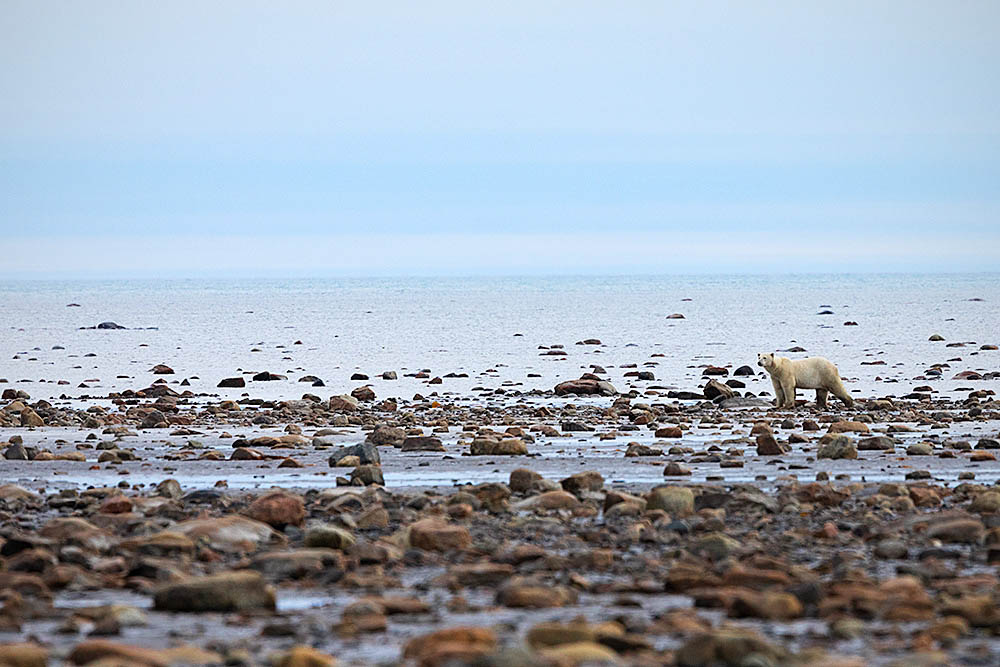 Polar Bear (Ursus maritimus)