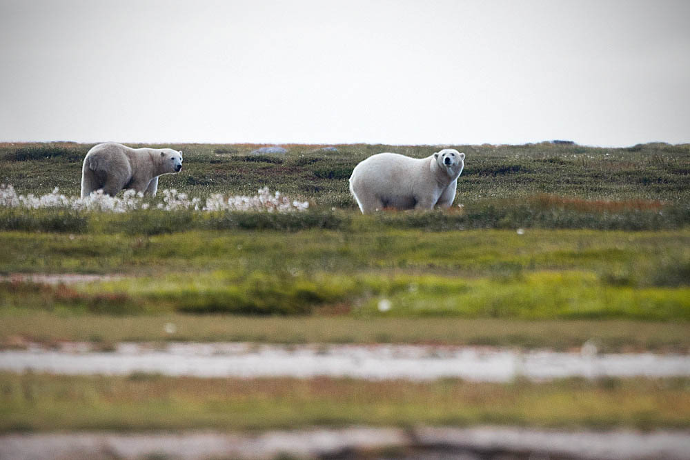 Polar Bear (Ursus maritimus)