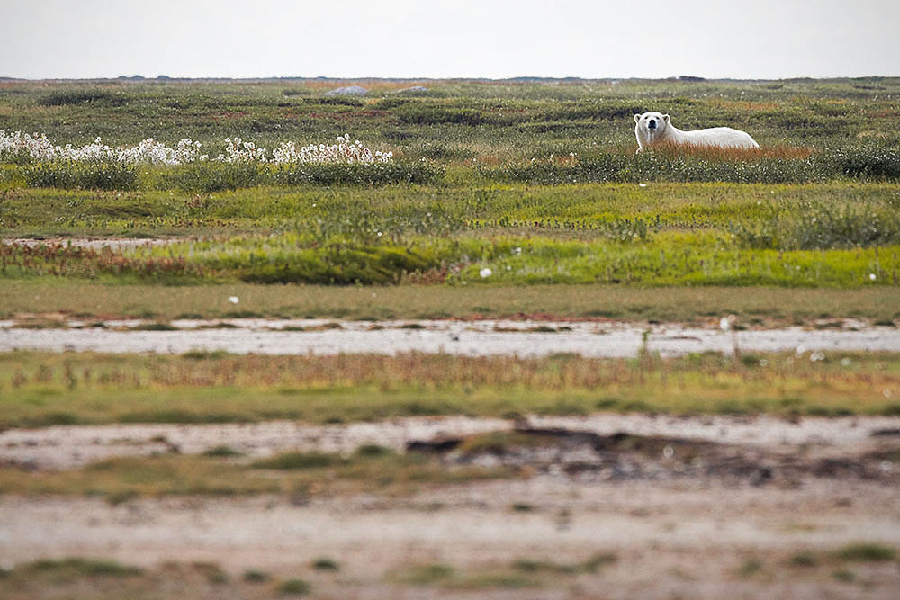 Polar Bear (Ursus maritimus)