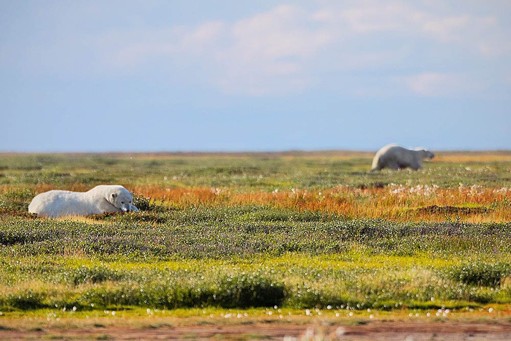 Polar Bear (Ursus maritimus)