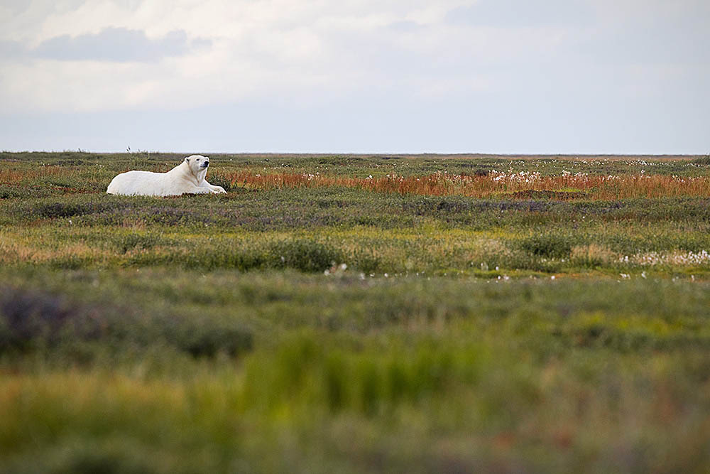 Polar Bear (Ursus maritimus)