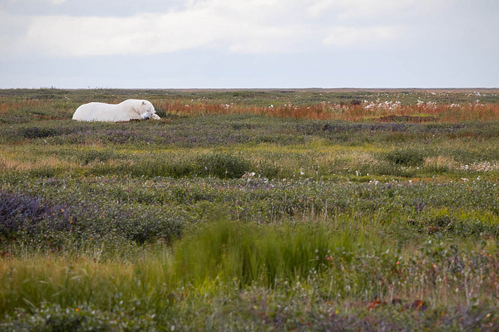 Polar Bear (Ursus maritimus)