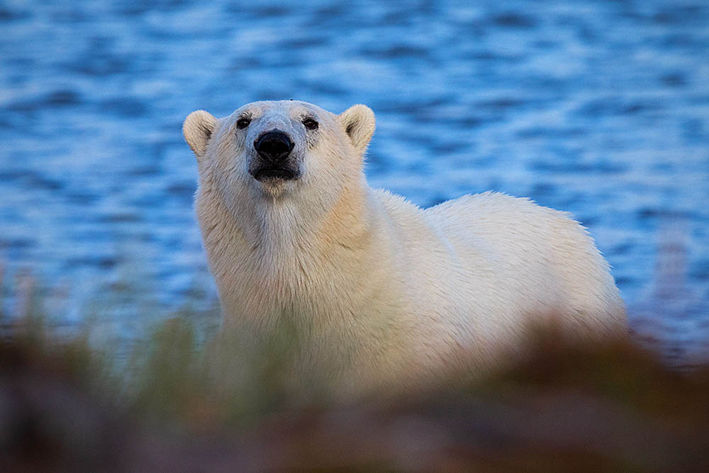 Polar Bear (Ursus maritimus)