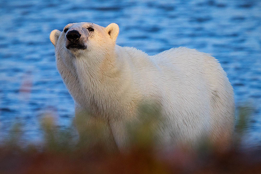 Polar Bear (Ursus maritimus)