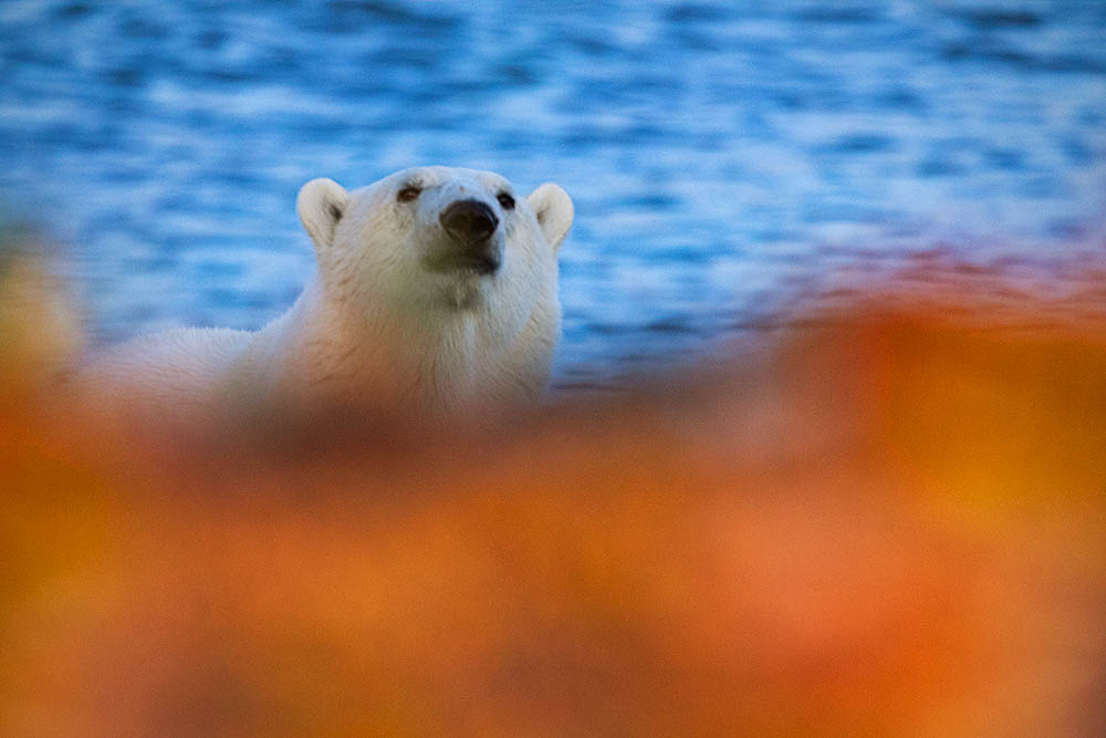 Polar Bear (Ursus maritimus)