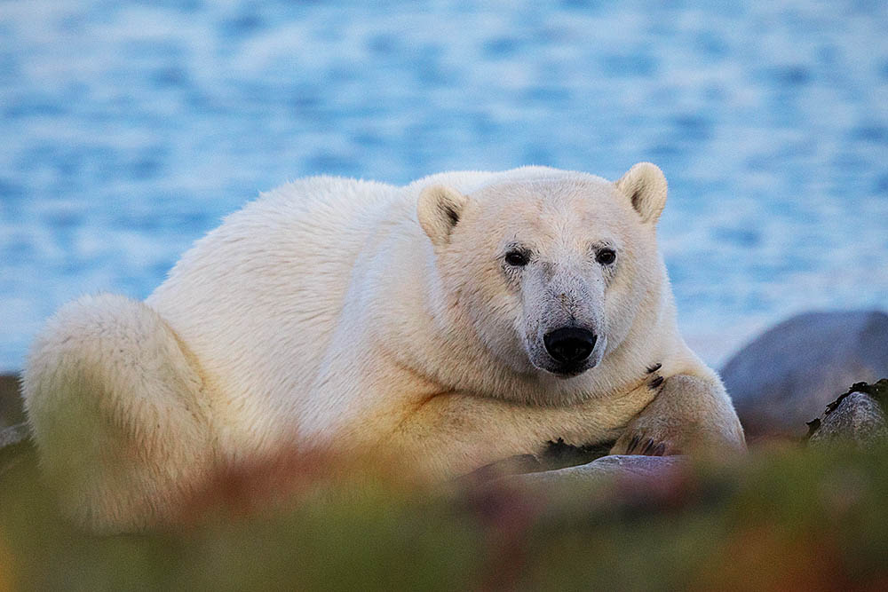 Polar Bear (Ursus maritimus)