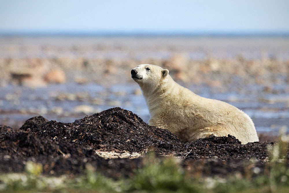 Polar Bear (Ursus maritimus)